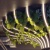 FANTOM-BENT-W49 1х1 046429.jpg FANTOM-BENT-W49 1х1 046429.jpg